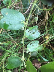 Passiflora bogotensis