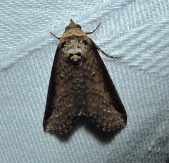 Lophoptera vittigera