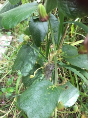 Passiflora bogotensis