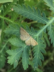 Idaea serpentata