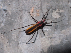 Polytoxus fuscovittatus