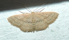 Scopula hypochra
