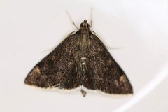 Pyrausta niveicilialis