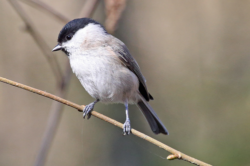 Carbonero palustre (Poecile palustris)