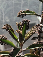 Kalanchoe
