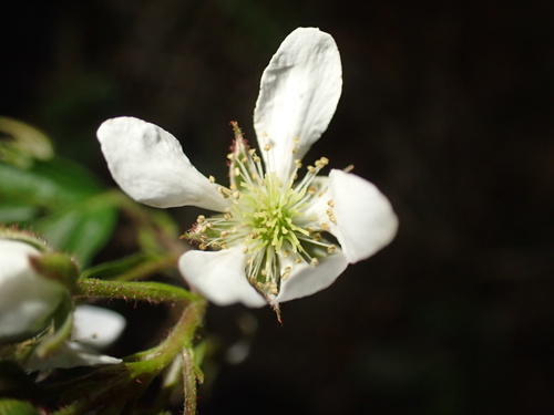 Windham County blackberry (Rubus flavinanus)