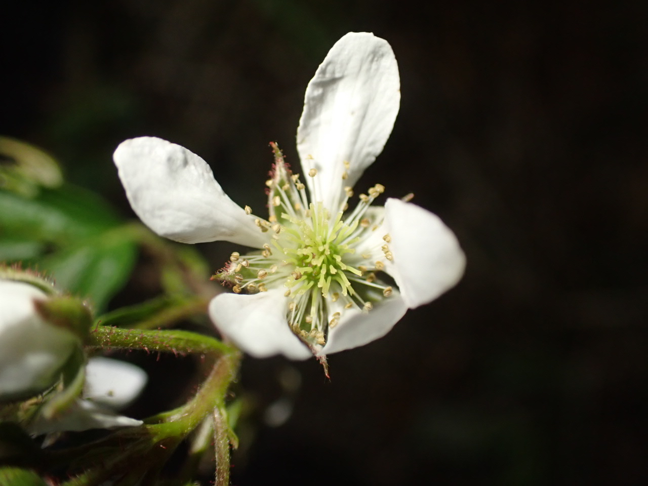 Rubus X flavinanus