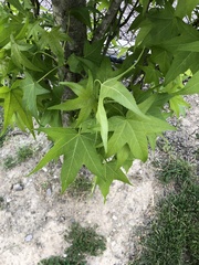 Liquidambar styraciflua
