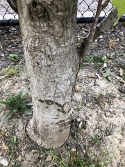 Liquidambar styraciflua