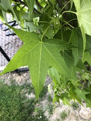 Liquidambar styraciflua