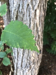 Ulmus