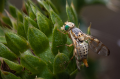 Terellia occidentalis