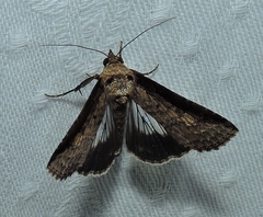 Lophoptera vittigera