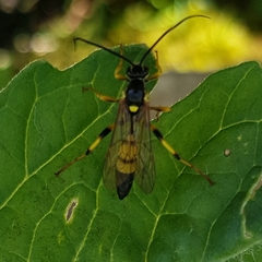 Ichneumon stramentor