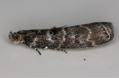 Ortholepis pasadamia