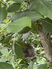 Populus balsamifera balsamifera