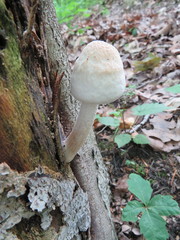 Pluteus tomentosulus