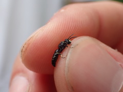 Hylaeus confusus