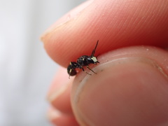 Hylaeus confusus