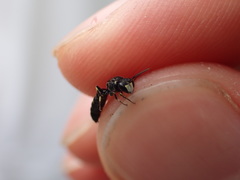 Hylaeus confusus