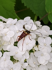 Typocerus velutinus