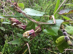 Passiflora bogotensis