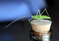 Acrometopa macropoda