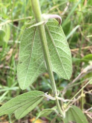 Passiflora bogotensis