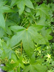 Liquidambar styraciflua image