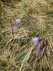 Soldanella