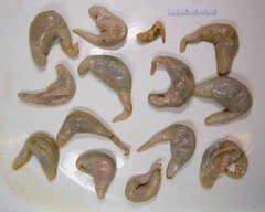Pentamera calcigera