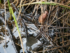 Carabus fairmairei fenestrellanus