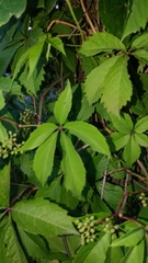 Parthenocissus inserta
