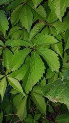 Parthenocissus inserta
