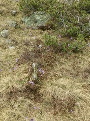 Lasiommata