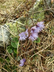 Soldanella