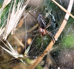 Agelena labyrinthica