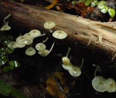 Mycena globuliformis
