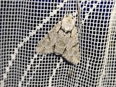 Acronicta psi
