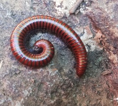 Pachyiulus hungaricus