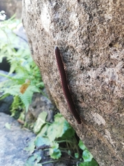 Pachyiulus hungaricus