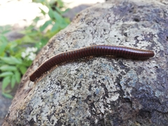 Pachyiulus hungaricus