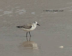 Calidris alba