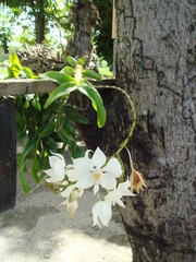 Caularthron bicornutum