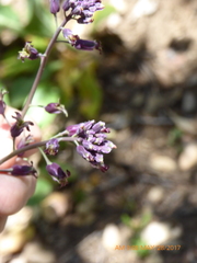 Streptanthus campestris