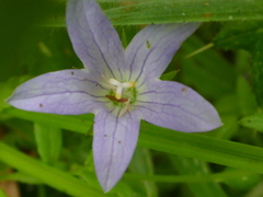 Campanula californica