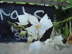 Caularthron bicornutum