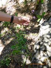 Streptanthus campestris