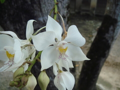 Caularthron bicornutum