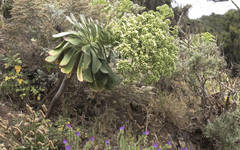 Aeonium urbicum